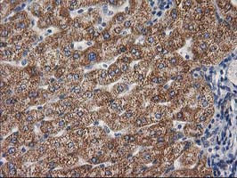 GBA3 Antibody in Immunohistochemistry (Paraffin) (IHC (P))