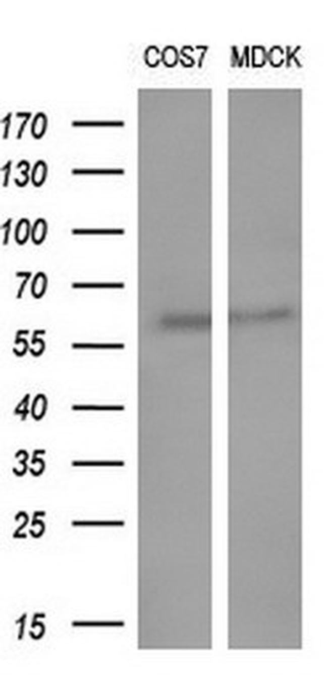 GBA3 Antibody in Western Blot (WB)