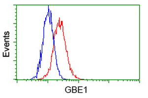 GBE1 Antibody in Flow Cytometry (Flow)