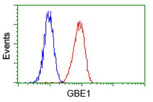 GBE1 Antibody in Flow Cytometry (Flow)