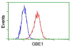 GBE1 Antibody in Flow Cytometry (Flow)