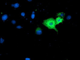 GBP1 Antibody in Immunocytochemistry (ICC/IF)