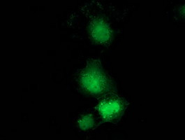 GBP5 Antibody in Immunocytochemistry (ICC/IF)