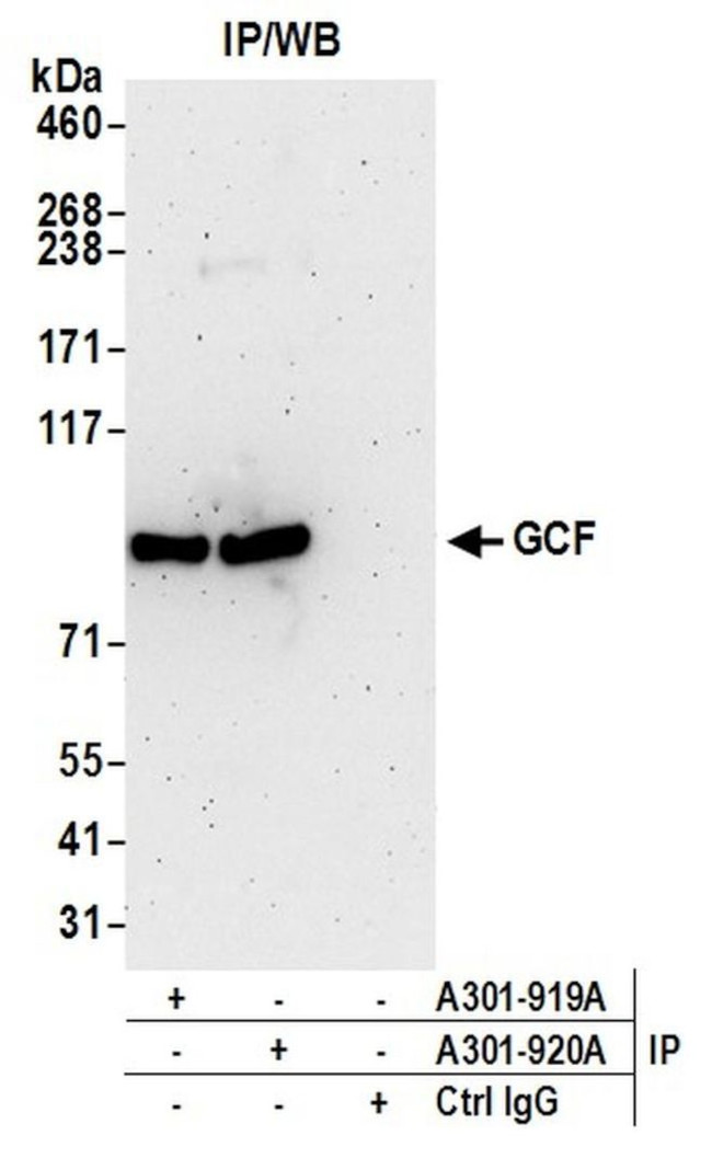 GCF Antibody in Immunoprecipitation (IP)