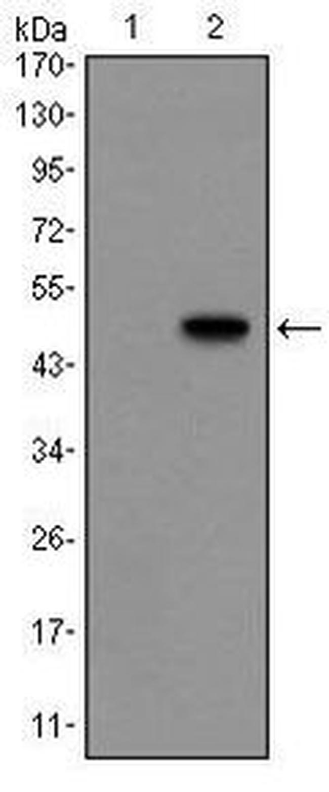 Glucagon Antibody in Western Blot (WB)