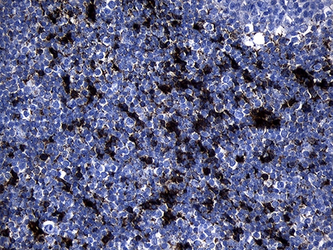 GCH1 Antibody in Immunohistochemistry (Paraffin) (IHC (P))