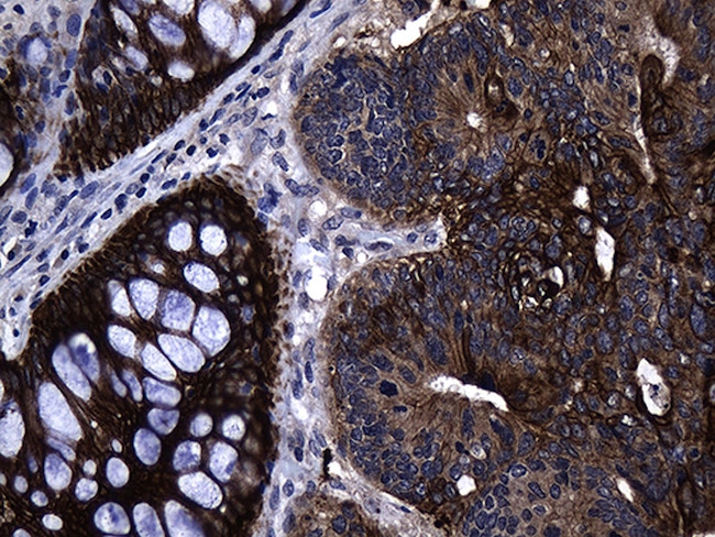 GCH1 Antibody in Immunohistochemistry (Paraffin) (IHC (P))