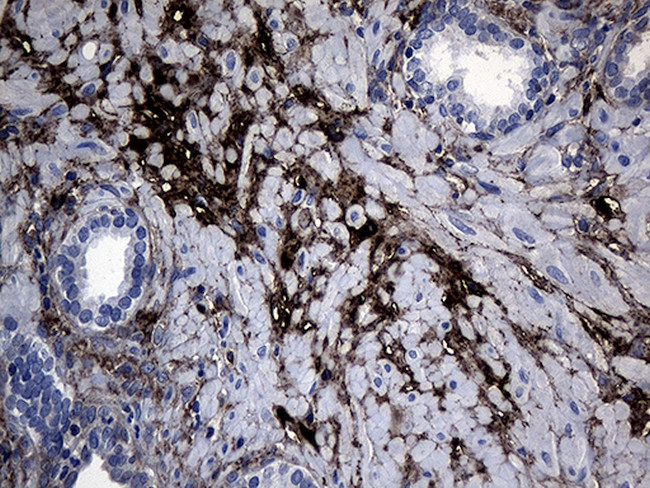 GCH1 Antibody in Immunohistochemistry (Paraffin) (IHC (P))