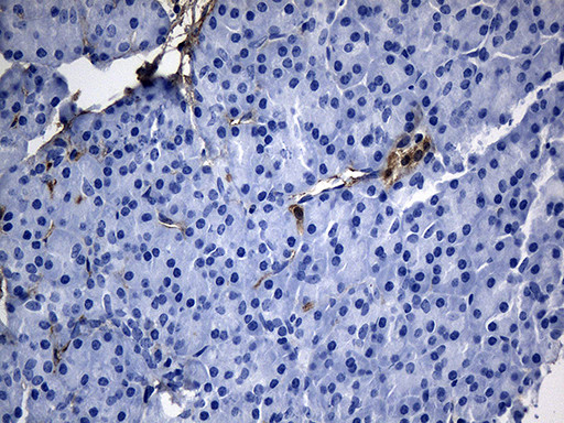 GCH1 Antibody in Immunohistochemistry (Paraffin) (IHC (P))