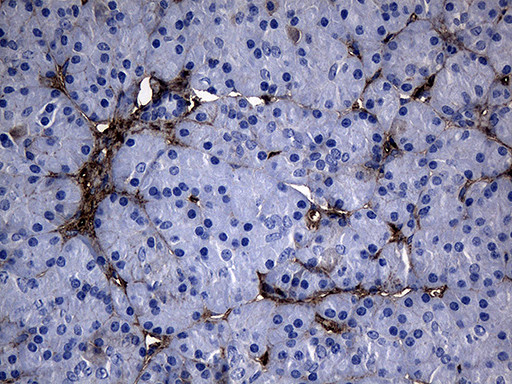 GCH1 Antibody in Immunohistochemistry (Paraffin) (IHC (P))