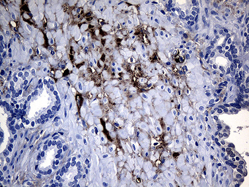 GCH1 Antibody in Immunohistochemistry (Paraffin) (IHC (P))