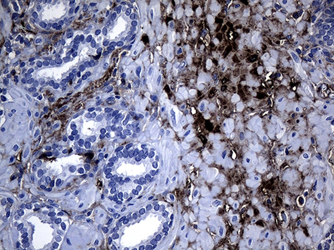 GCH1 Antibody in Immunohistochemistry (Paraffin) (IHC (P))