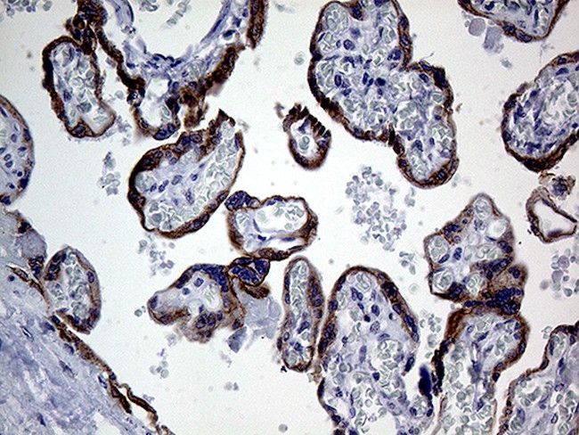 GCH1 Antibody in Immunohistochemistry (Paraffin) (IHC (P))