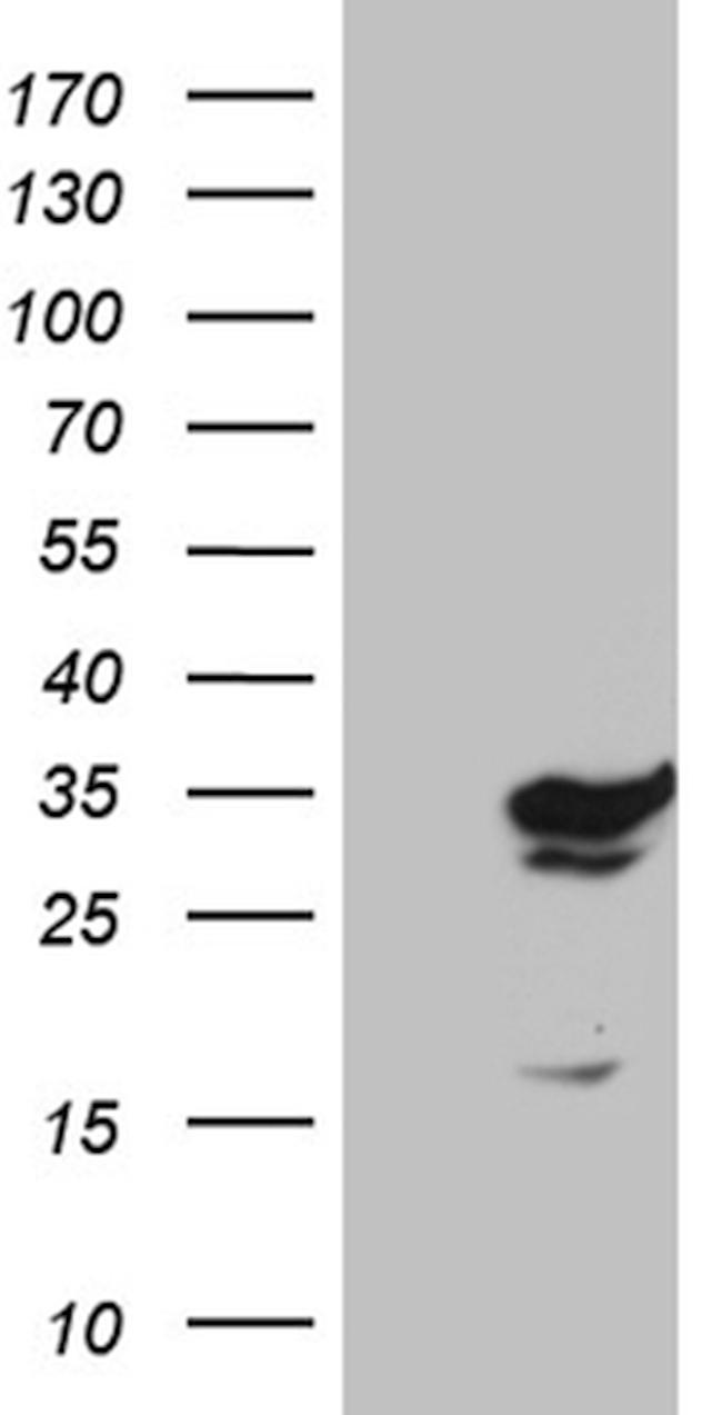 GCH1 Antibody in Western Blot (WB)