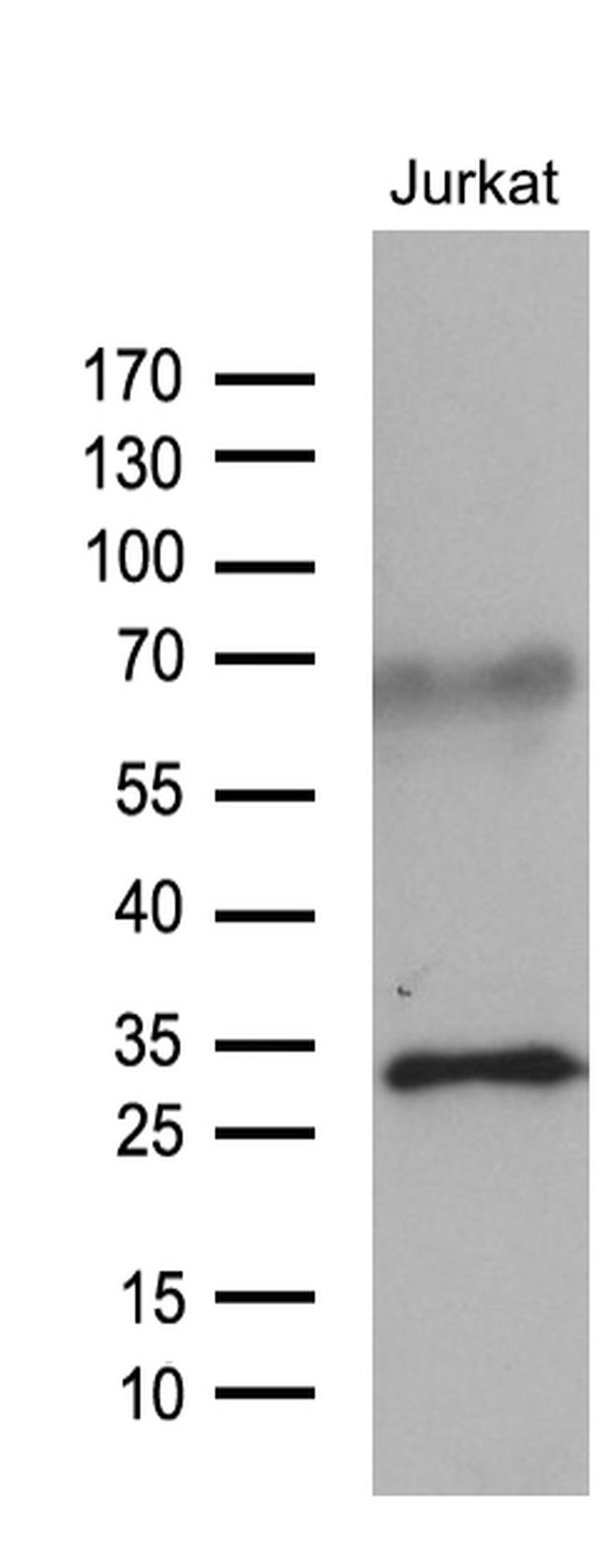 GCH1 Antibody in Western Blot (WB)