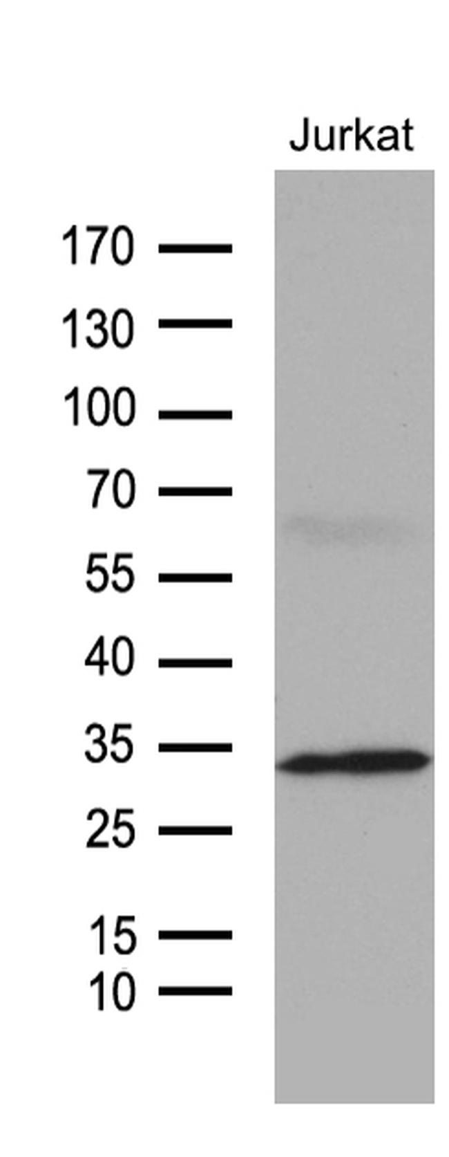 GCH1 Antibody in Western Blot (WB)