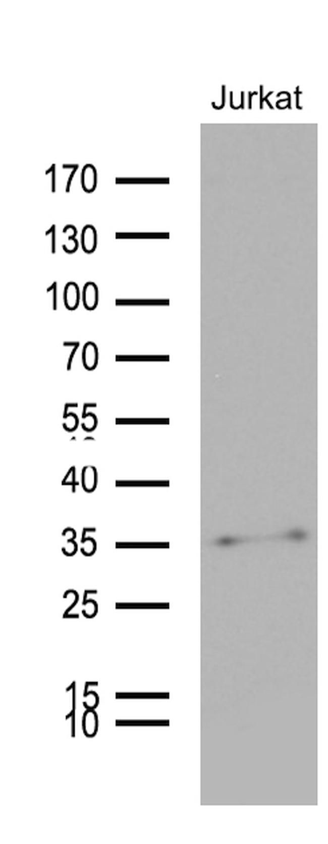 GCH1 Antibody in Western Blot (WB)