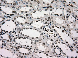 GCK Antibody in Immunohistochemistry (Paraffin) (IHC (P))