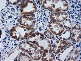 GCKR Antibody in Immunohistochemistry (Paraffin) (IHC (P))