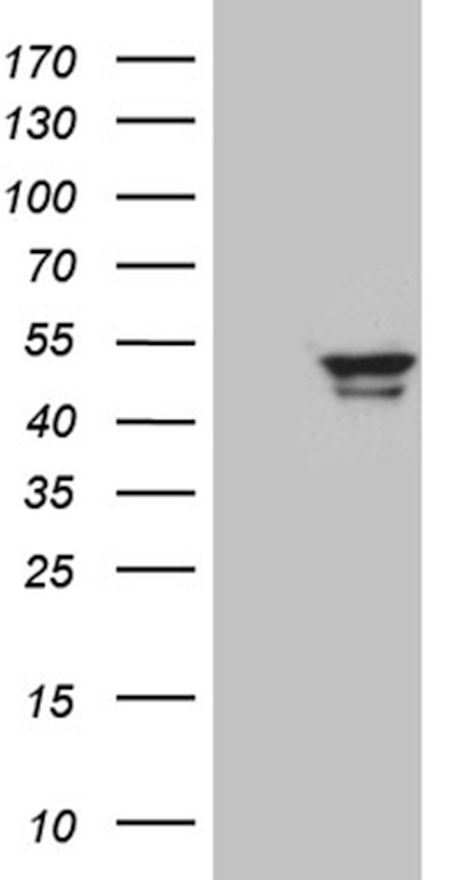 GCM1 Antibody in Western Blot (WB)