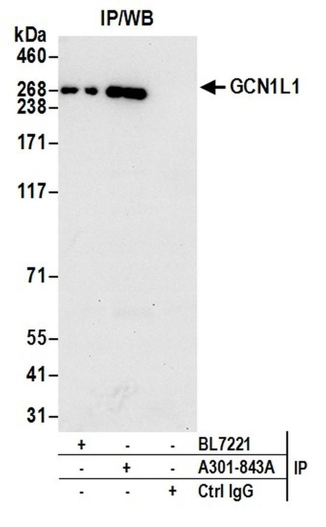 GCN1L1 Antibody in Western Blot (WB)