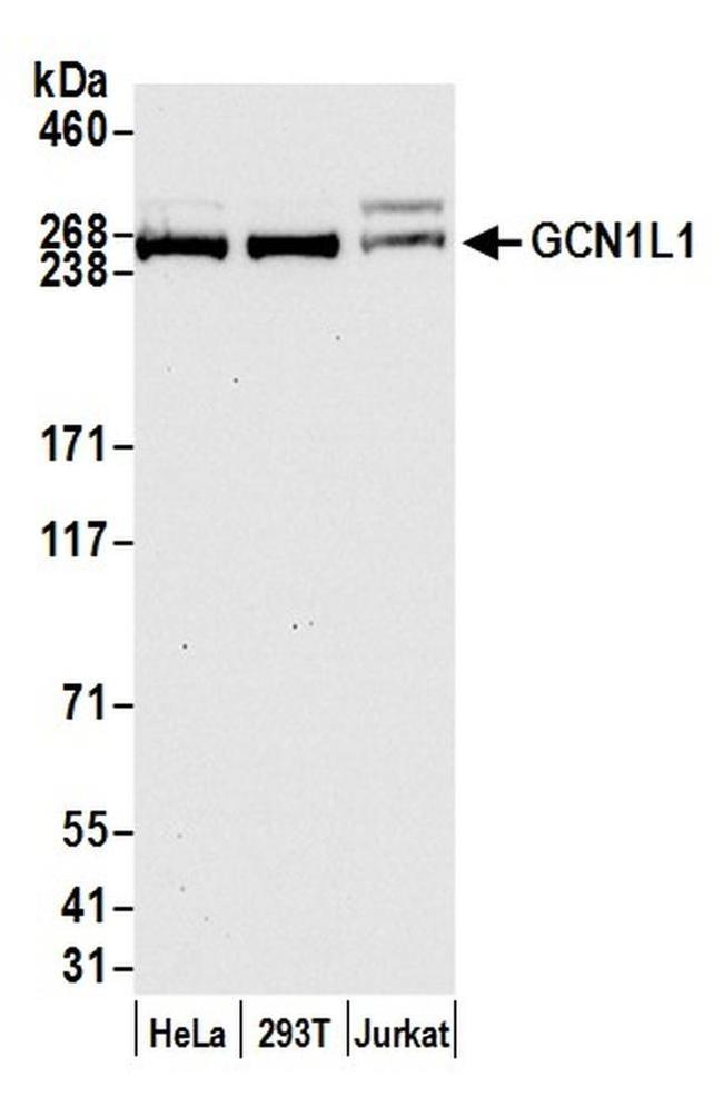 GCN1L1 Antibody in Western Blot (WB)