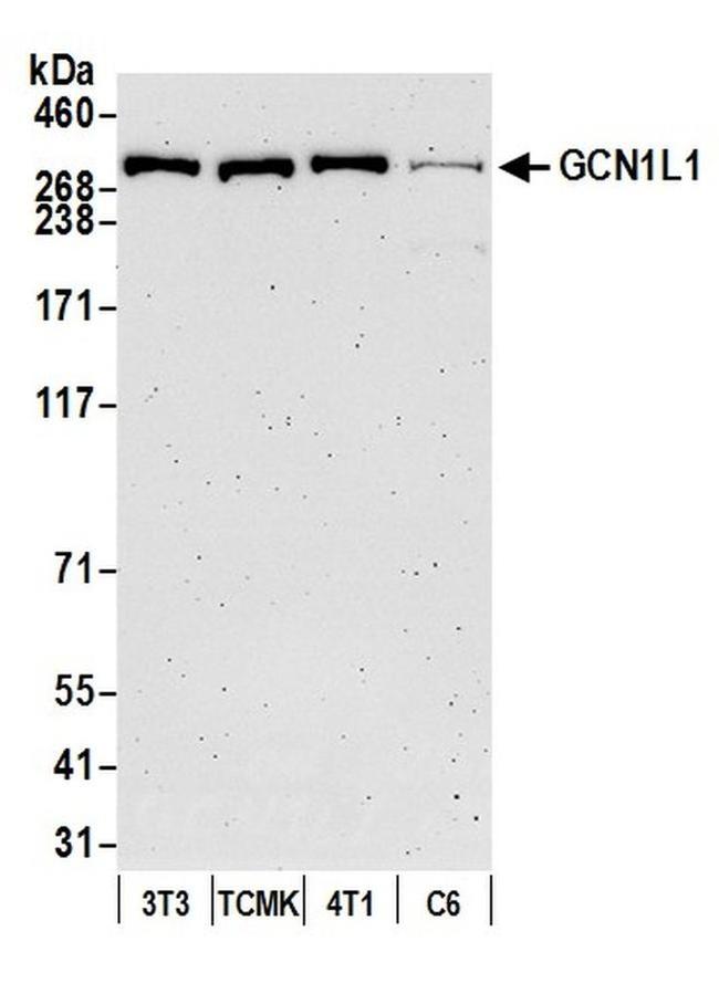 GCN1L1 Antibody in Western Blot (WB)