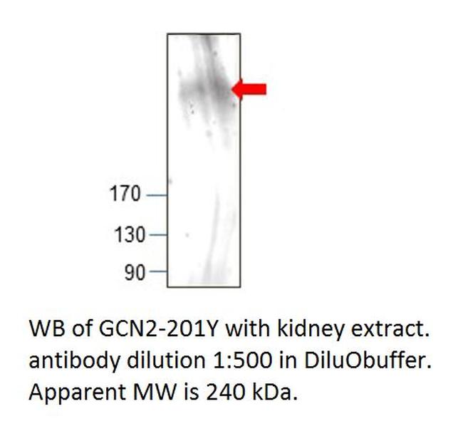 GCN2 Antibody in Western Blot (WB)