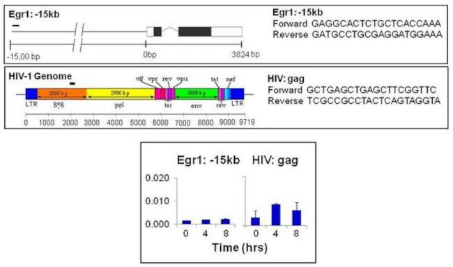 GCN5 Antibody in ChIP Assay (ChIP)