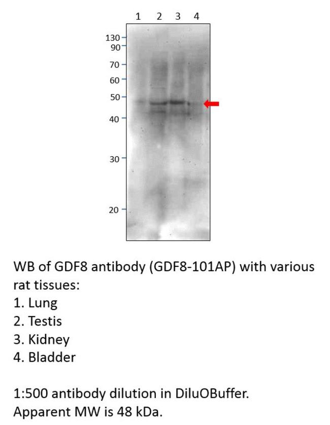 GDF8/Myostatin Antibody in Western Blot (WB)