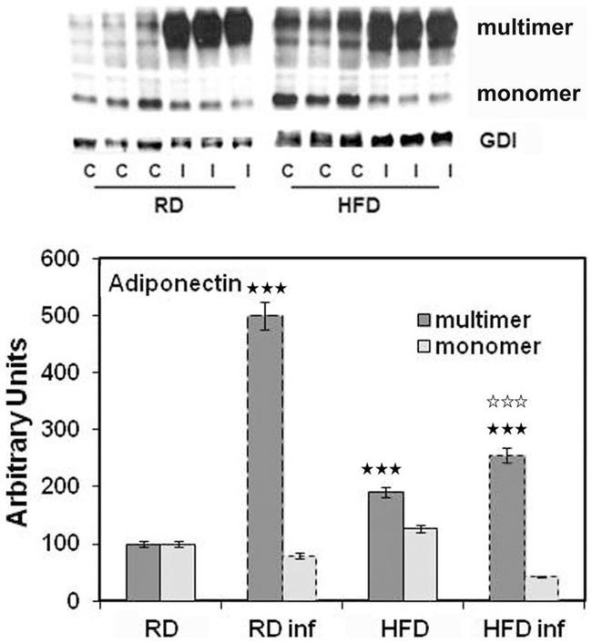 GDI1 Antibody in Western Blot (WB)