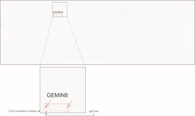 GEMIN8 Antibody in Peptide array (ARRAY)