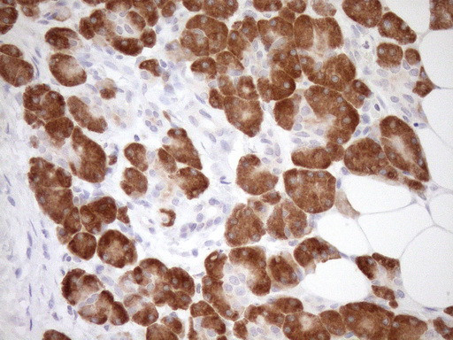 GEMIN8 Antibody in Immunohistochemistry (Paraffin) (IHC (P))