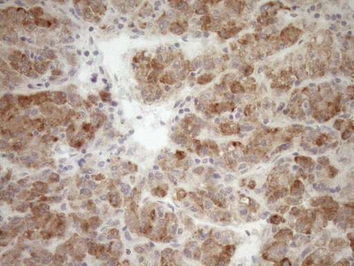 GEMIN8 Antibody in Immunohistochemistry (Paraffin) (IHC (P))