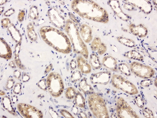 GEMIN8 Antibody in Immunohistochemistry (Paraffin) (IHC (P))