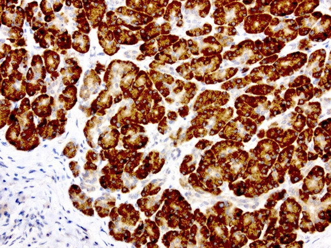 GEMIN8 Antibody in Immunohistochemistry (Paraffin) (IHC (P))