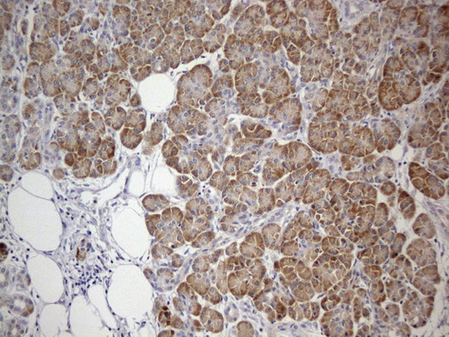 GEMIN8 Antibody in Immunohistochemistry (Paraffin) (IHC (P))