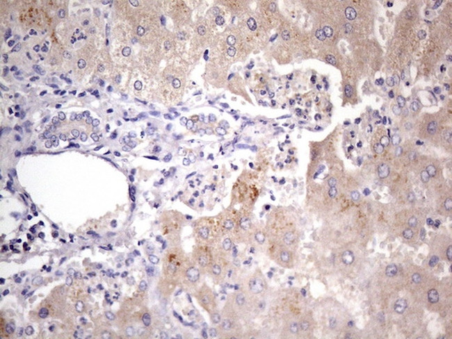 GEMIN8 Antibody in Immunohistochemistry (Paraffin) (IHC (P))