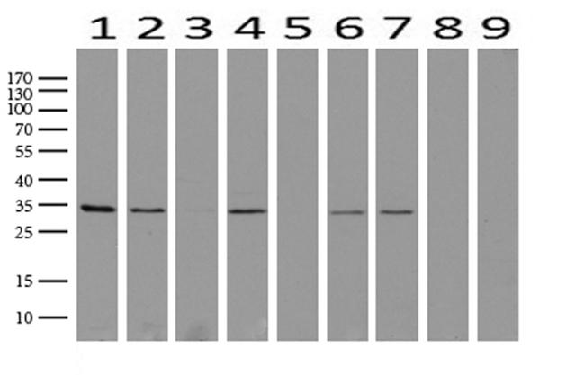 GEMIN8 Antibody in Western Blot (WB)