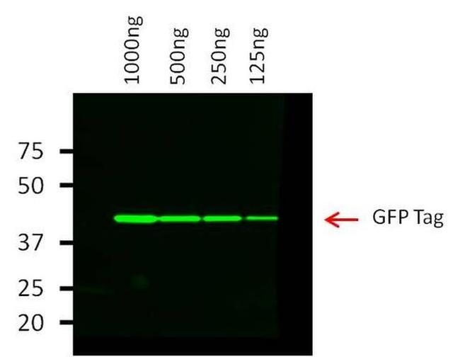 GFP Antibody in Western Blot (WB)