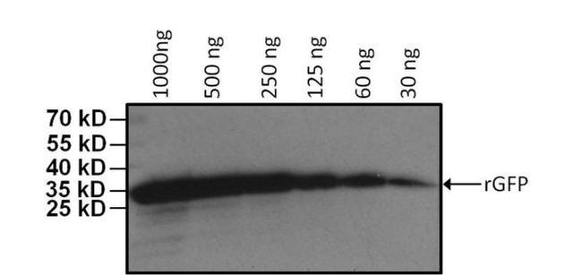 GFP Antibody in Western Blot (WB)