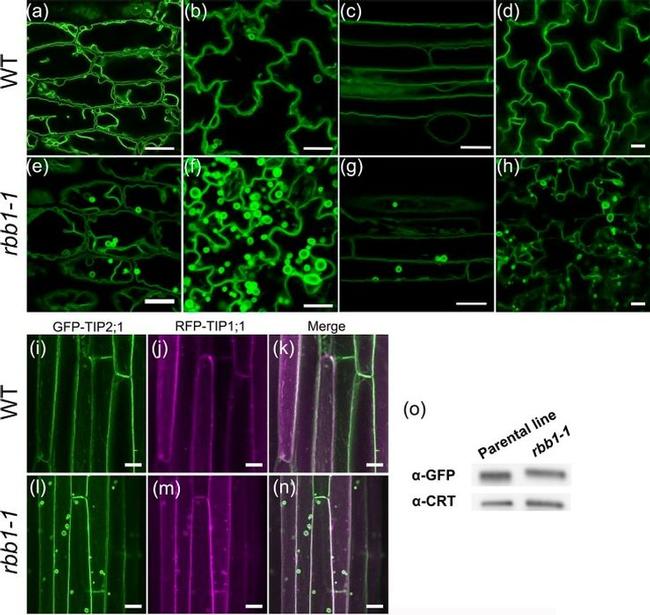 GFP Antibody in Western Blot (WB)