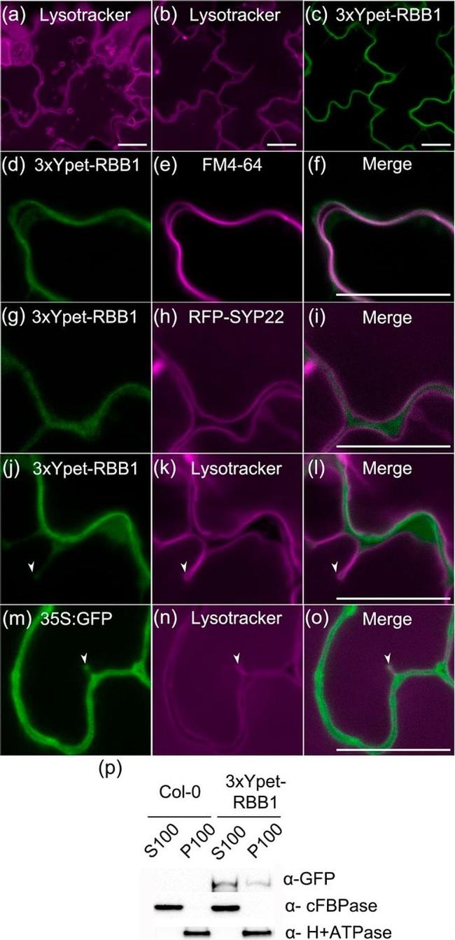 GFP Antibody in Western Blot (WB)