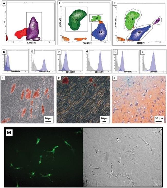 GFP Antibody in Immunocytochemistry (ICC/IF)