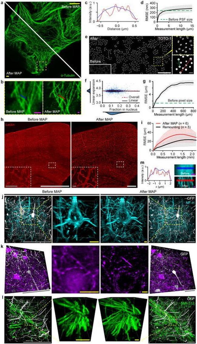 GFP Antibody in Immunohistochemistry (IHC)