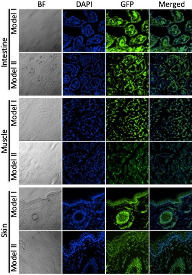 GFP Antibody in Immunohistochemistry (IHC)