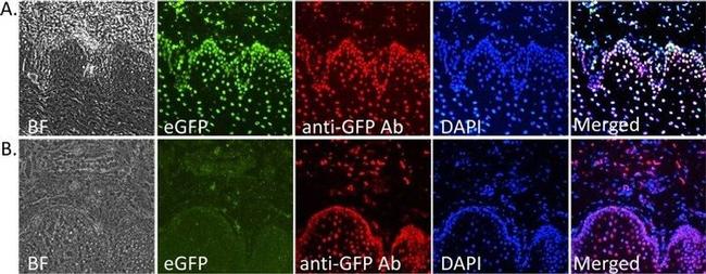 GFP Antibody in Immunohistochemistry (IHC)