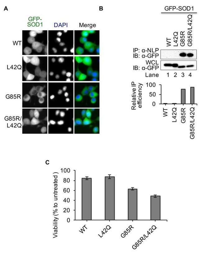 GFP Antibody in Western Blot (WB)