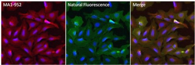 eGFP Antibody in Immunocytochemistry (ICC/IF)