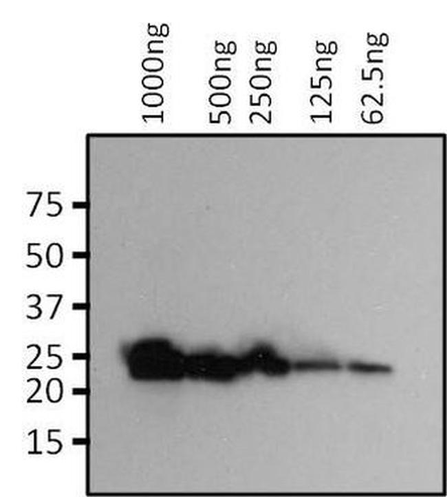 eGFP Antibody in Western Blot (WB)